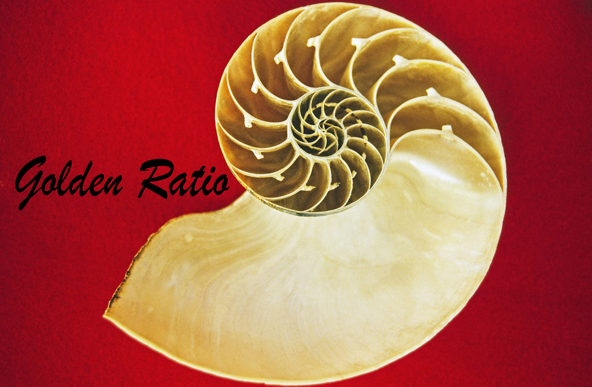 nautilus-golden-ratio