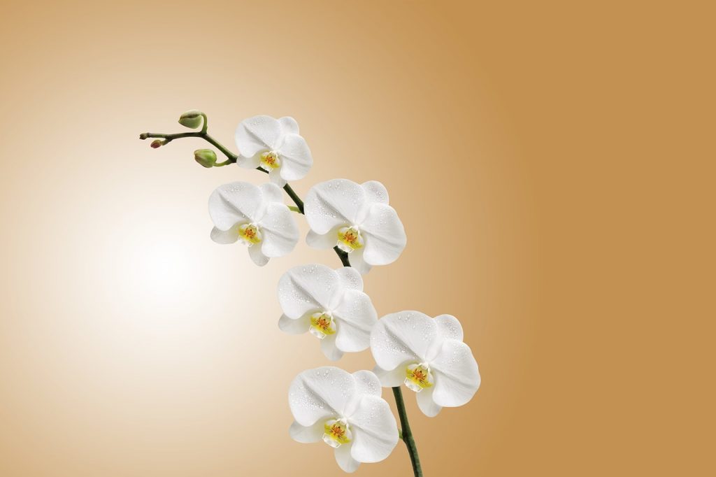 orchidea-in-serra