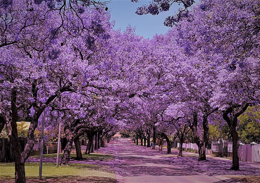 legno-di-paulownia-micro-eolico-Enessere