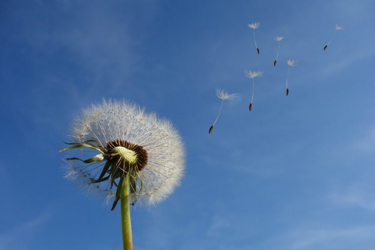 dandelion-emozione-del-vento